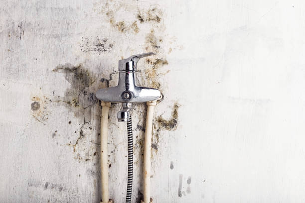 Best Emergency Mold Removal  in Hillsbo, OR