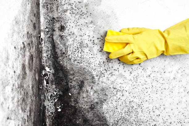 Crawl Space Mold Removal in Hillsboro, OR