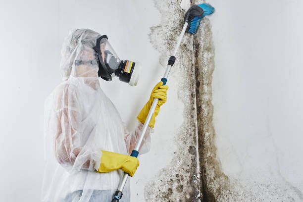 Best Local Mold Removal Service  in Hillsbo, OR