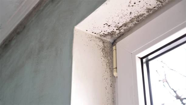 Best Attic Mold Removal  in Hillsbo, OR