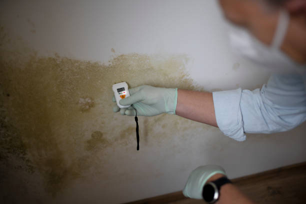 Best Crawl Space Mold Removal  in Hillsbo, OR
