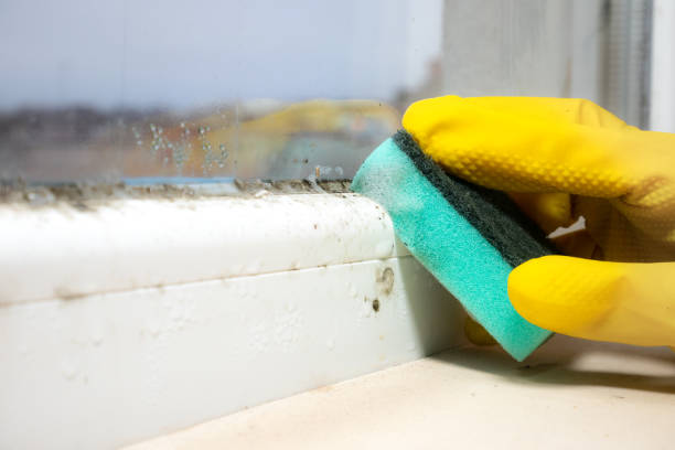 Best Crawl Space Mold Removal  in Hillsbo, OR